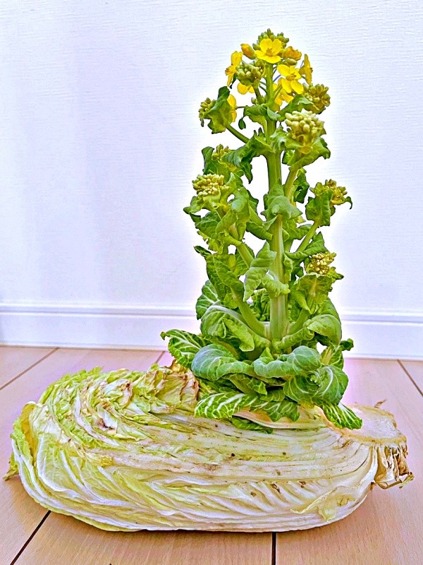 白菜の中心から太い茎がにょきっ！ （画像提供：こしのりょう（こっしー）漫画家さん）