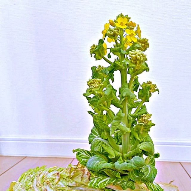 白菜の中心から太い茎がにょきっ！ （画像提供：こしのりょう（こっしー）漫画家さん）