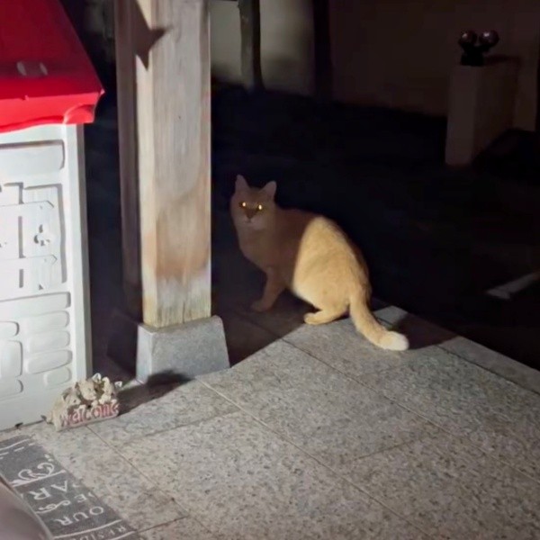 突然、姿を現すようになったチャトランくん（画像提供：えみちゃんさん）