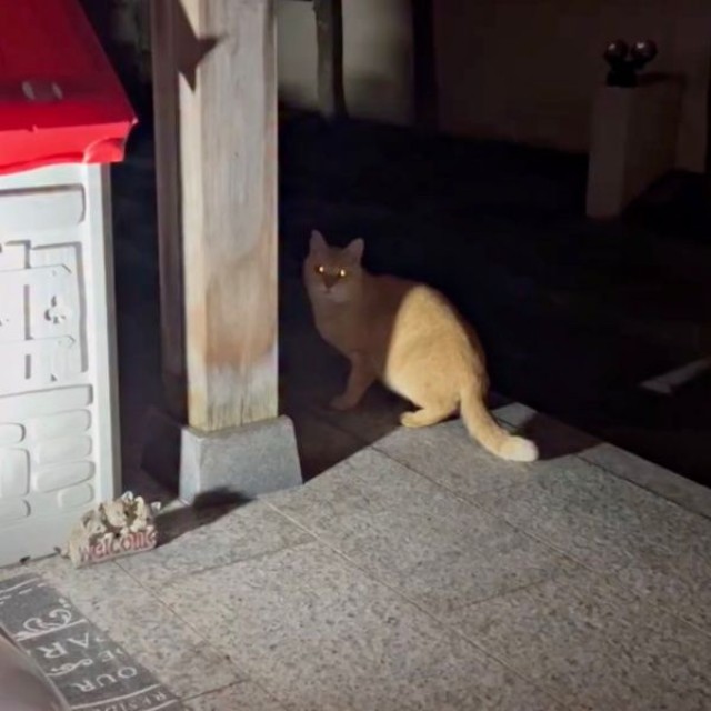 突然、姿を現すようになったチャトランくん（画像提供：えみちゃんさん）