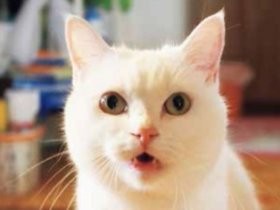 猫たちからの「ありがとう」がいっぱい　『猫だって…。』