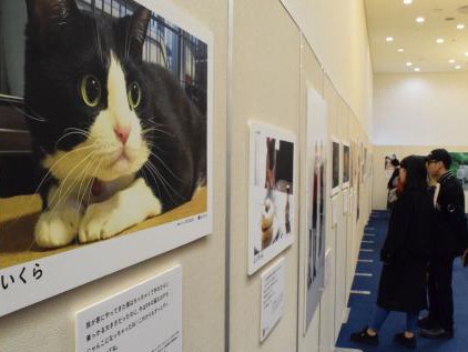 「みんなイヌ、みんなネコ」大阪で初開催　「感動して涙が出た」