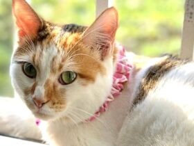 事故で前脚が曲がった子猫　にぎやかな家で妹のように可愛がられて幸せに