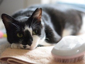 警戒心が強い野良猫が家猫に　保護した親子は「猫じゃらしとササミ弁当」で距離縮めた