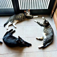 円陣を組む（左から時計回りに）黒猫のジョンちゃん、チャームくん、ロッキーくん（画像提供：みぃ～みぃ～ちゃんとジャミラズさん）