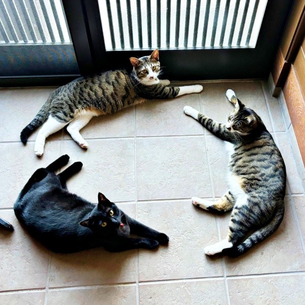 円陣を組む（左から時計回りに）黒猫のジョンちゃん、チャームくん、ロッキーくん（画像提供：みぃ～みぃ～ちゃんとジャミラズさん）