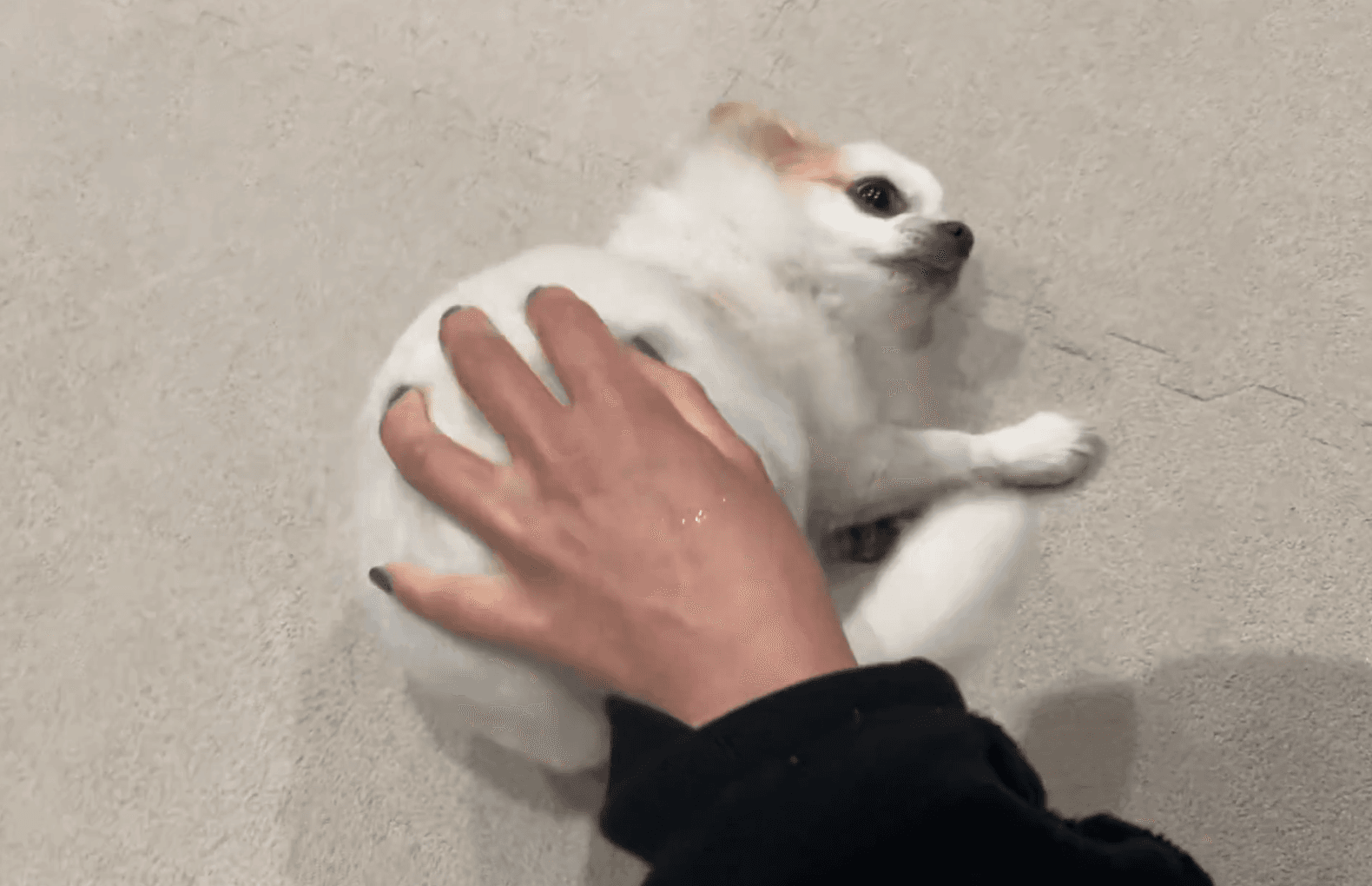 お尻を撫でてもらってご満悦