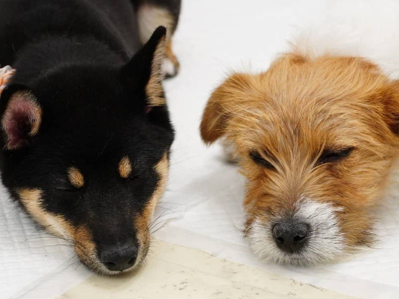 遊び疲れたら、お約束の電池気切れタイム（UG提供）