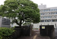 通行人を「襲う」カラスが子育てをしている大津地裁正門近くの木（大津市京町３丁目）