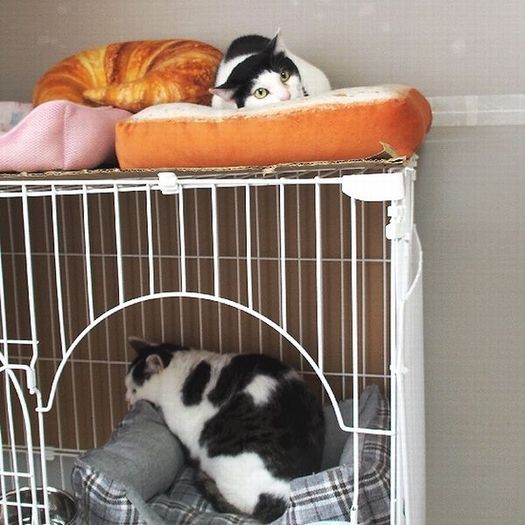 保護部屋で。ケージ上は、多頭崩壊現場からレスキューされた黒白の凛花（りんか）ちゃん
