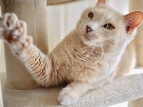 愛猫「水丸さん」の防災対策　もしもに備えて考えてみた