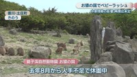 銚子渓自然動物園 お猿の国　香川・土庄町　12日