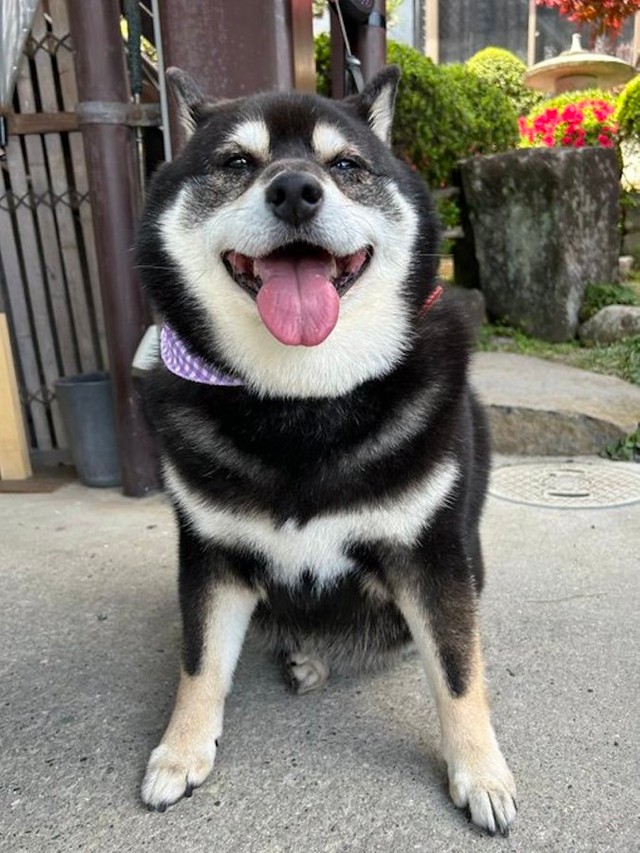 降り出した雨に焦る飼い主さんを尻目に、むぎゅっとなりながら「拒否柴」を繰り出していた黒柴、たろうくん（画像提供：黒柴たろうさん @07tarou09）