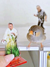 ふと視線を外したキンカチョウの「しめじ」ちゃん（画像提供：ハクサイーヌ（固定）@レタスの飼い主さん）