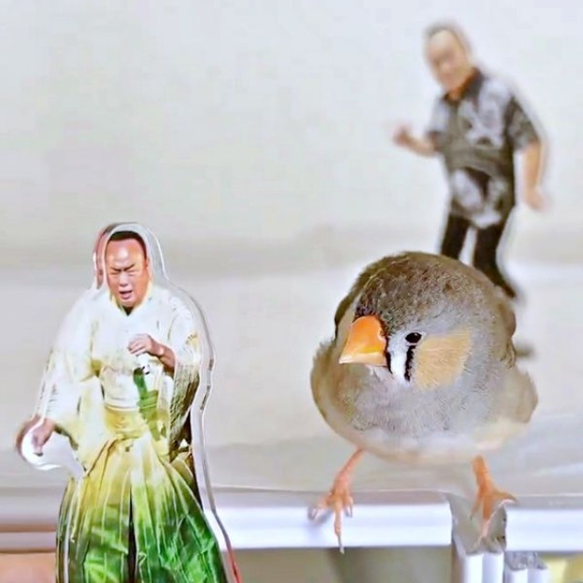 ふと視線を外したキンカチョウの「しめじ」ちゃん（画像提供：ハクサイーヌ（固定）@レタスの飼い主さん）