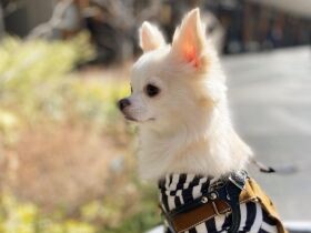 かわいこちゃんに目が釘付け！　なぜか23時になると不機嫌になるチワワ「ボルト」