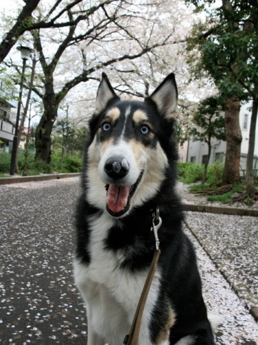 よくこうして花びらを鼻につけていた