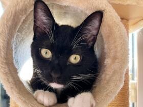 代々同じ、白靴下、タキシード、白あご模様が印象的　３代目MIX猫「ひよこ豆」　