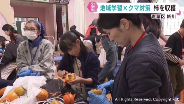地域学習とクマ対策　小学生親子が参加「柿の収穫＆干し柿」体験イベント