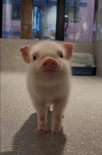 大人気のロッキーくん