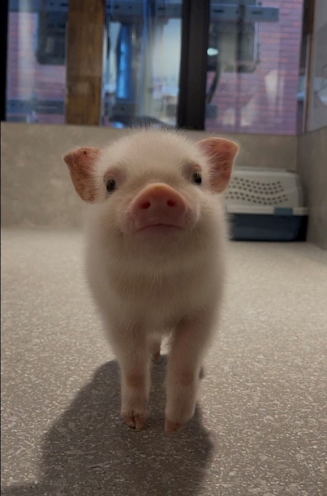 大人気のロッキーくん