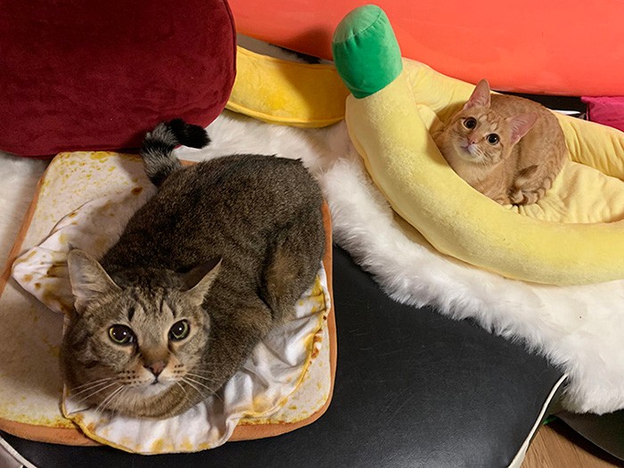 レオくん、きなこくんは、本当の兄弟のよう