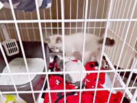 お迎え初日の夜、生後推定3カ月、ケージの中で過ごすちくわくん（画像提供：やくまろさん）