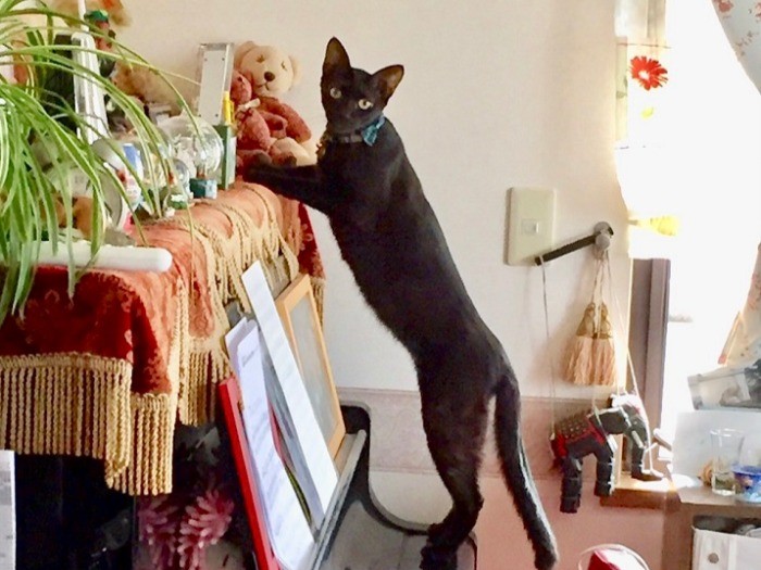 いたずらしようとしたら、見つかっちゃった