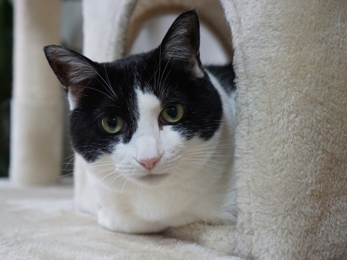 キャットタワーでくつろぐ、にゃんにゃん