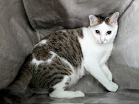 2025年8月、飼い主さんを見つめるマルちゃん（画像提供：越南猫の日本暮らしさん）