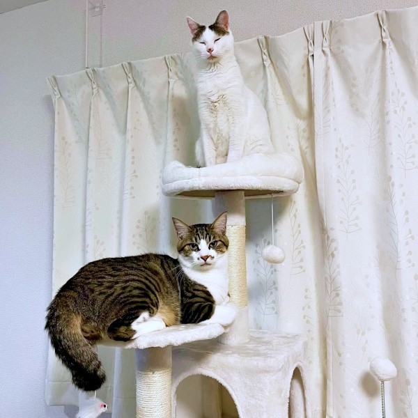 大好きな兄猫・おかかくんと一緒にキャットタワーに登ったそぼろくん（画像提供：おかかとそぼろの成長記録さん）