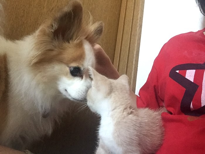 小型犬のチビ太くんよりもずーっと小さな子猫