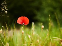 会社という戦場に咲く小さな花を胸に探す、自分らしい働き方