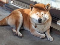 「私、眠いの苦手なのよー」と言わんばかりの表情