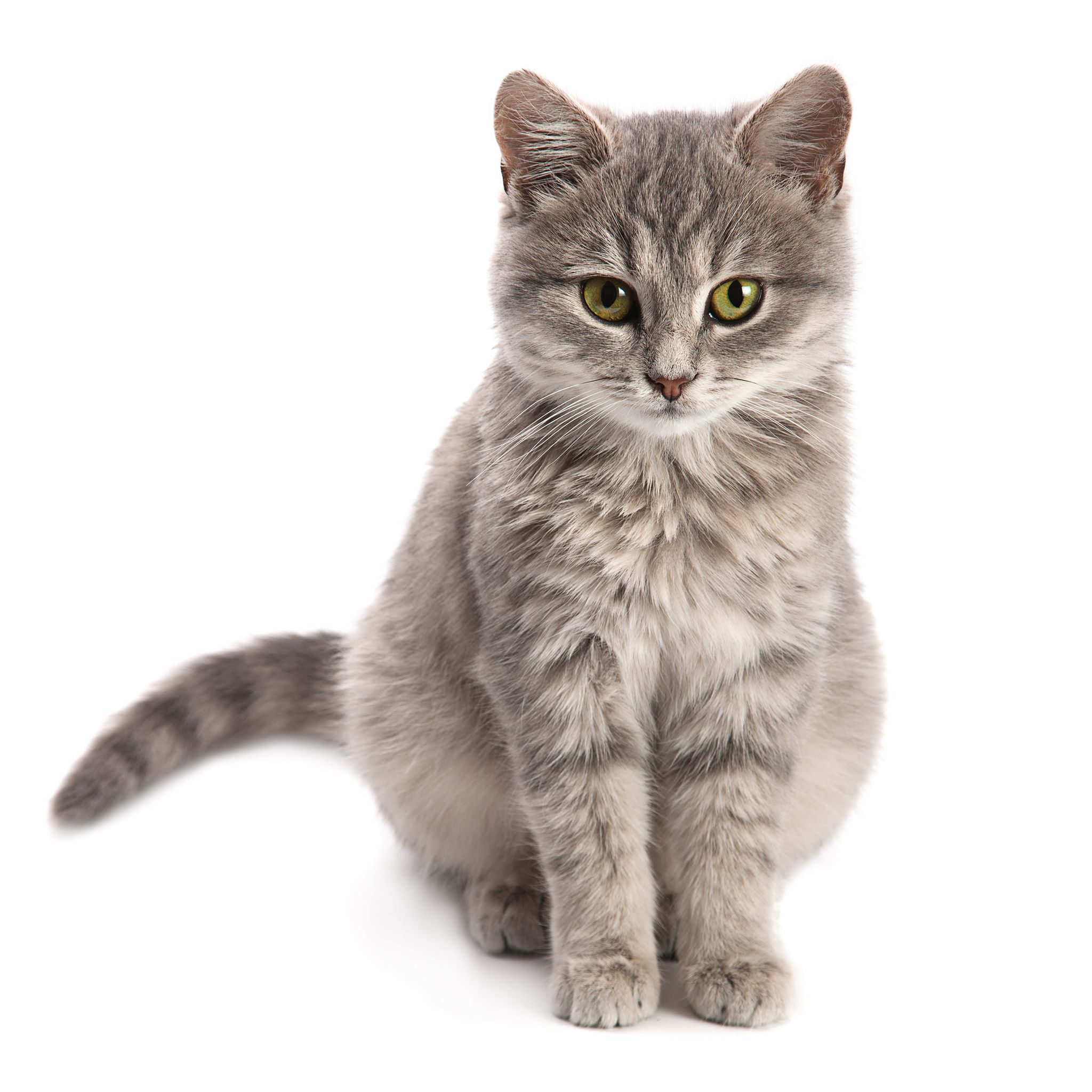猫好き必見！「イカ耳」の世界的呼び名が話題に