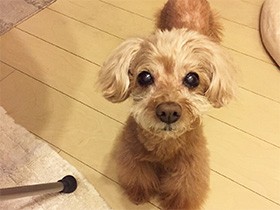 好き嫌いも心配事もなんでもお見通し　愛犬は心を読む達人⁉