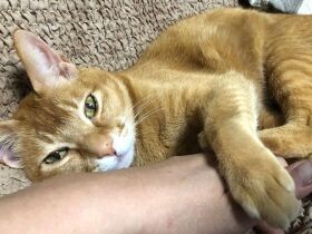 「助けられる？」息子が連れ帰った瀕死の子猫　愛情たっぷりの抱っこで幸せな日々