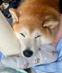 飼い主さんの足を枕にして眠るまるちゃん（画像提供：祥&柴犬のまるちゃんさん）