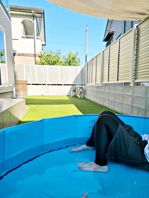 飼い主さんがプールに入っても…遠くに逃げてしまったフブキくん（画像提供：アラスカンマラミュート フブキさん）