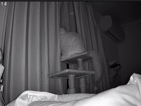 ずっと外を見て飼い主さんの帰りを待つちくわくん（「ラグドールのひくわ」さん提供）