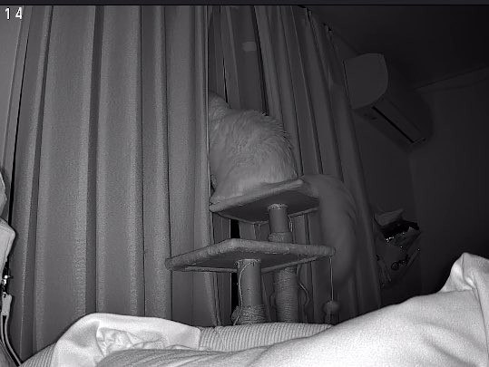 ずっと外を見て飼い主さんの帰りを待つちくわくん（「ラグドールのひくわ」さん提供）