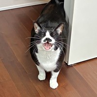 飼い主さんに話しかけるひげちゃん（画像提供：こけむすさん）