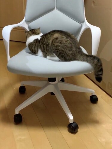 娘のいすに座るジャッキー