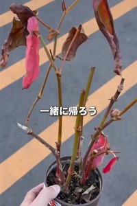 もとの姿がわからないほど弱り切ったベゴニアマクラータ（提供:さくまる 観葉植物再生プロジェクト）