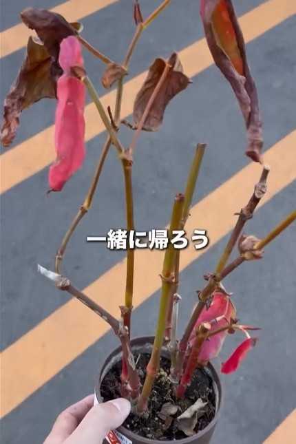 もとの姿がわからないほど弱り切ったベゴニアマクラータ（提供:さくまる 観葉植物再生プロジェクト）