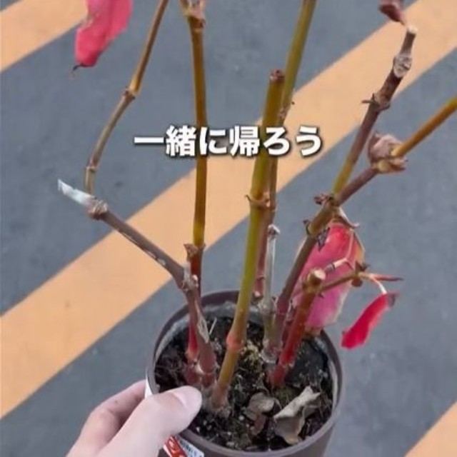 もとの姿がわからないほど弱り切ったベゴニアマクラータ（提供:さくまる 観葉植物再生プロジェクト）