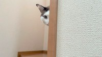 怖がりなじんくんは、知らない人が家にいると隠れちゃいます。でも見てるんですよ