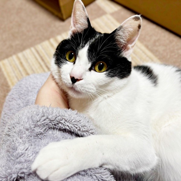 飼い主さんにぴったりくっつくむすびくん（画像提供：猫のしお むすび 飼い主はろでさん）