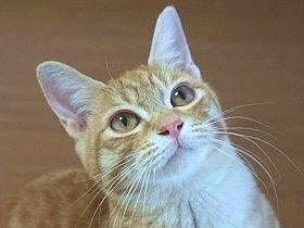 林に捨てられ、骨折していた子猫　それでも見つかった温かな家