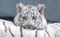 写真集「とらのこ」（辰巳出版）より＝写真・RIKU